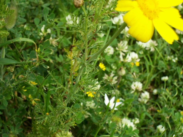 Glebionis coronaria / Crisantemo giallo