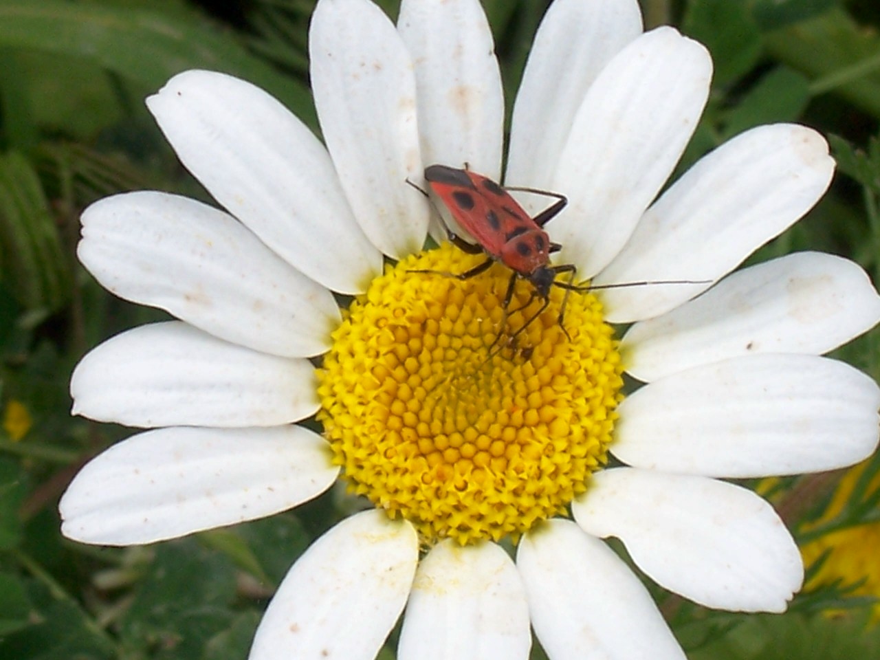 Calocoris nemoralis