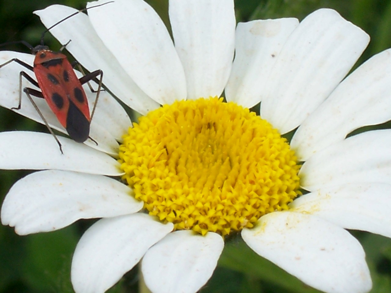 Calocoris nemoralis