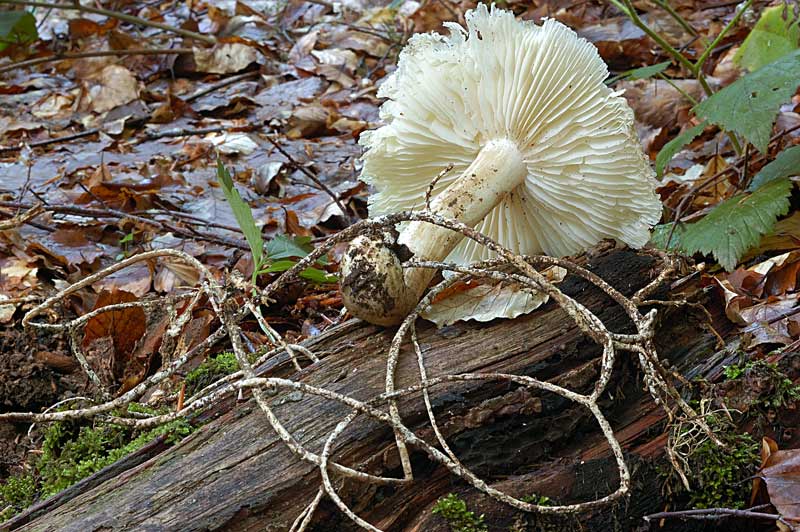 Megacollybia platyphylla