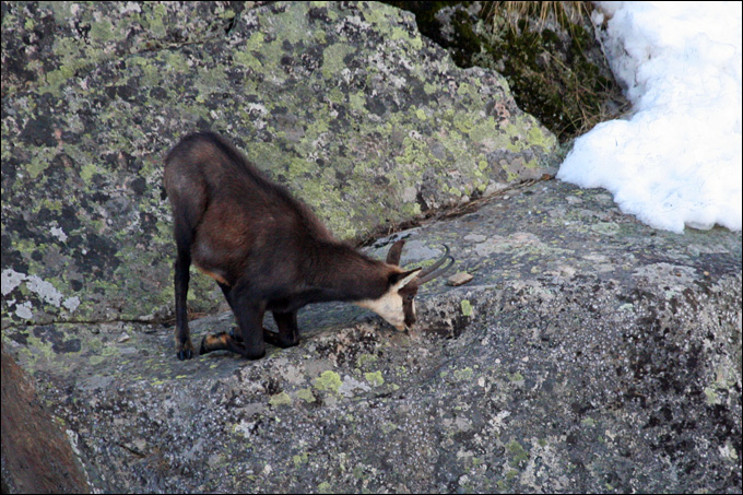 Camosci al Gran Paradiso - Rupicapra rupicapra