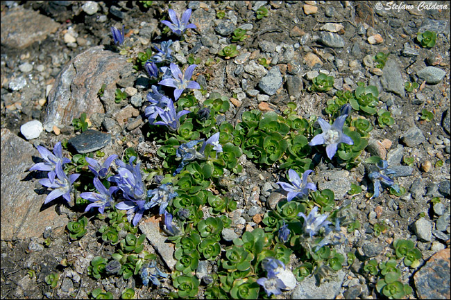 Campanula cenisia / Campanula del Moncenisio