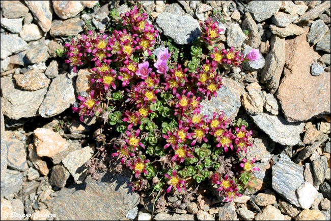 Saxifraga biflora / Sassifraga dai due fiori