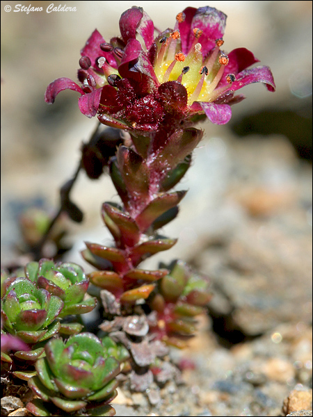 Saxifraga biflora / Sassifraga dai due fiori