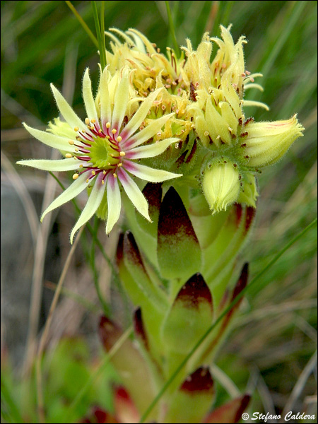 Sempervivum grandiflorum / Semprevivo a fiori grandi