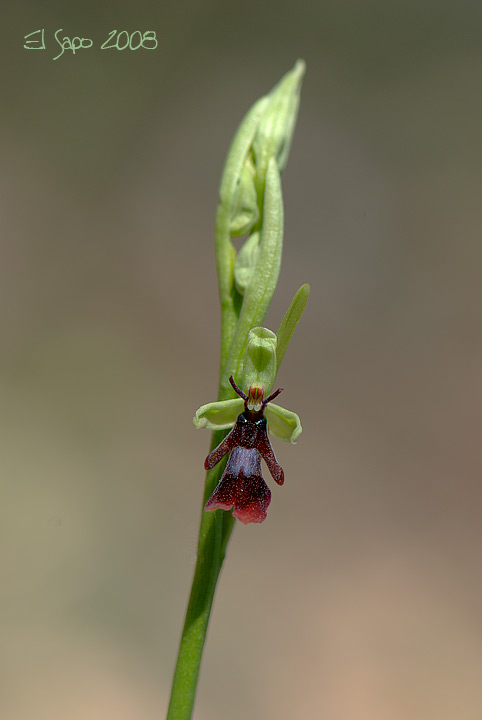 Ophrys insectifera