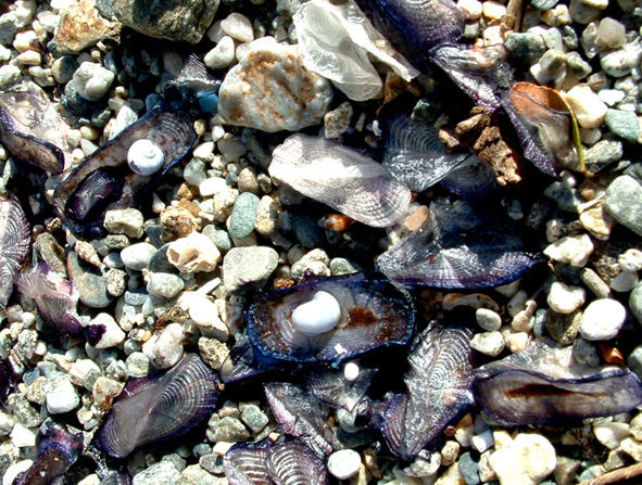 Janthina p. e Velella v.