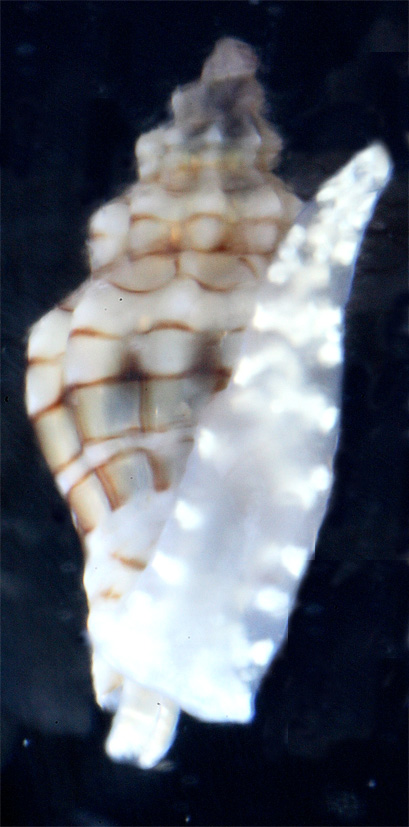 Mangelia teniata