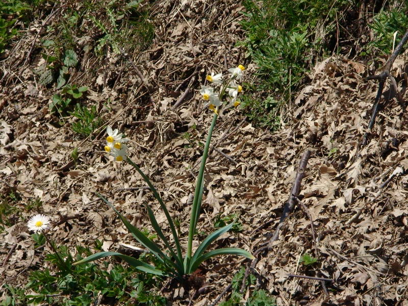 Narciso sugli Alburni(SA) - Narcissus tazetta