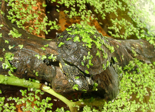 Trachemys scripta 