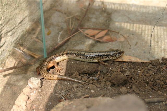 Chalcides ocellatus