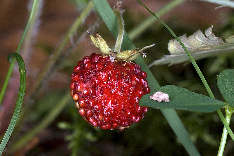 Fragaria vesca / Fragola di bosco