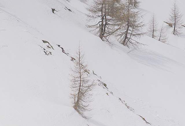 Pernici bianche