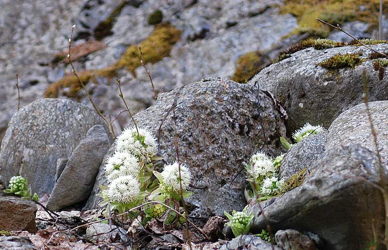 Petasites albus