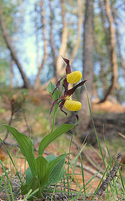 Flora Alpina delle Alpi Occidentali