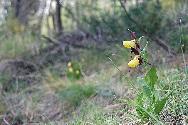 Flora Alpina delle Alpi Occidentali