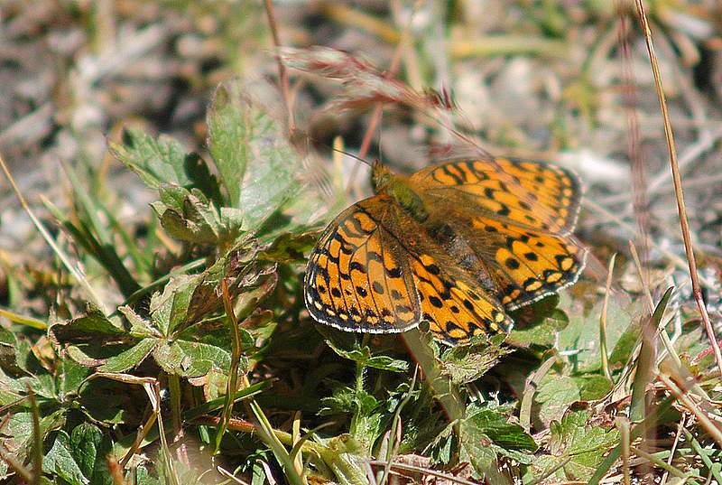 Speyeria (ex Argynnis) aglaja