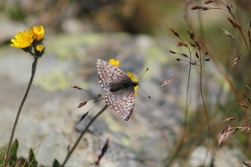 Boloria napaea