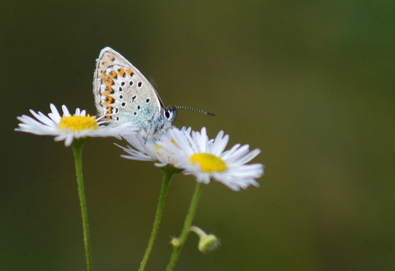 Plebejus sp.