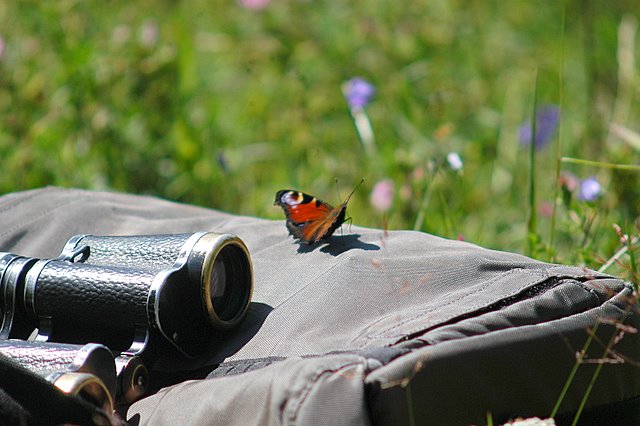 Aglais  io valtellinese