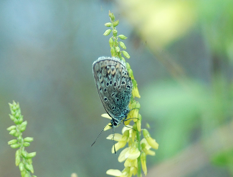 Plebejus sp.