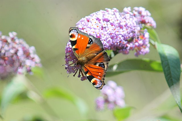 Aglais  io valtellinese