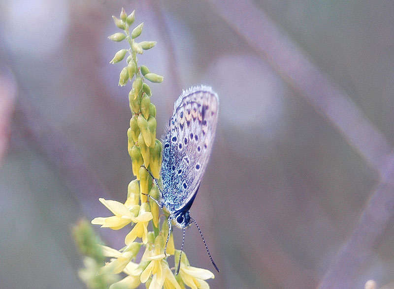 Plebejus sp.