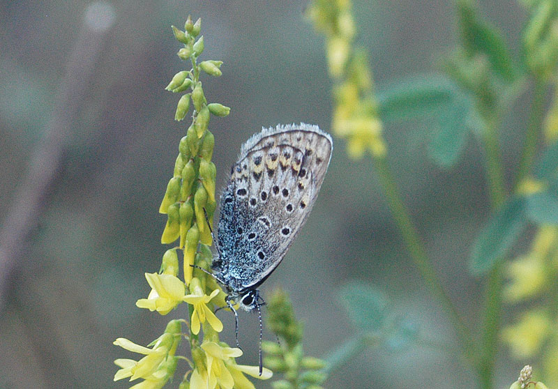 Plebejus sp.