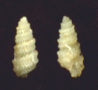 Folinella excavata