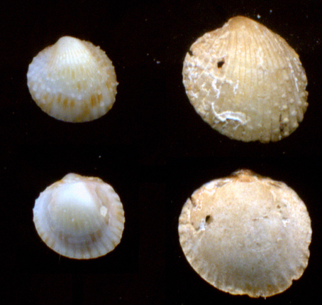 Plagiocardium papillosum