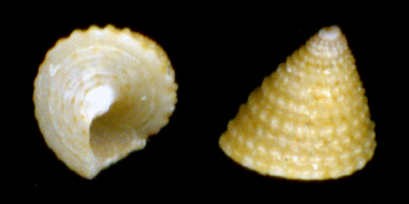 Calliostoma conulus juv.