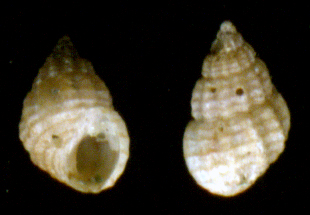 Alvania lineata