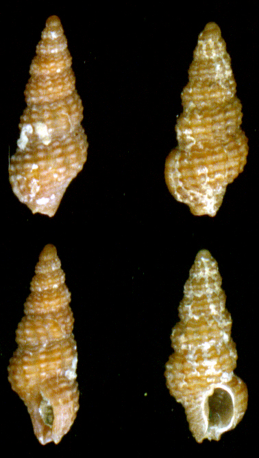 Chauvetia turritellata e Chauvetia recondita