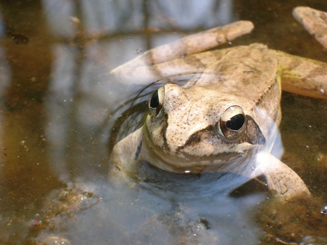 Rane rosse??? - Rana dalmatina