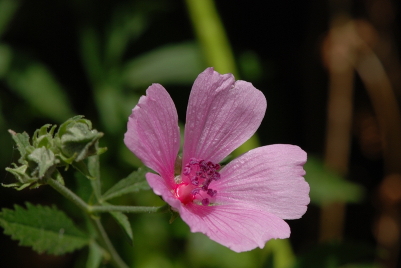 Althaea cannabina / Altea canapina