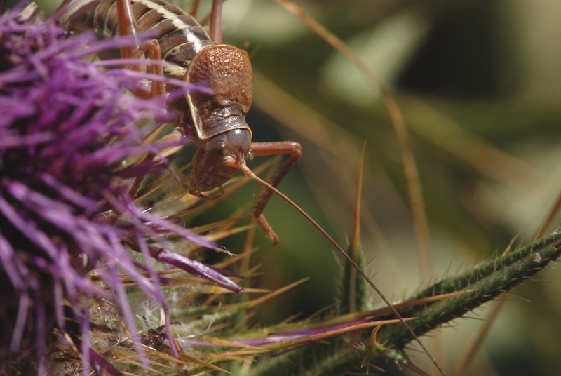 Decticus verrucivorus e Ephippiger