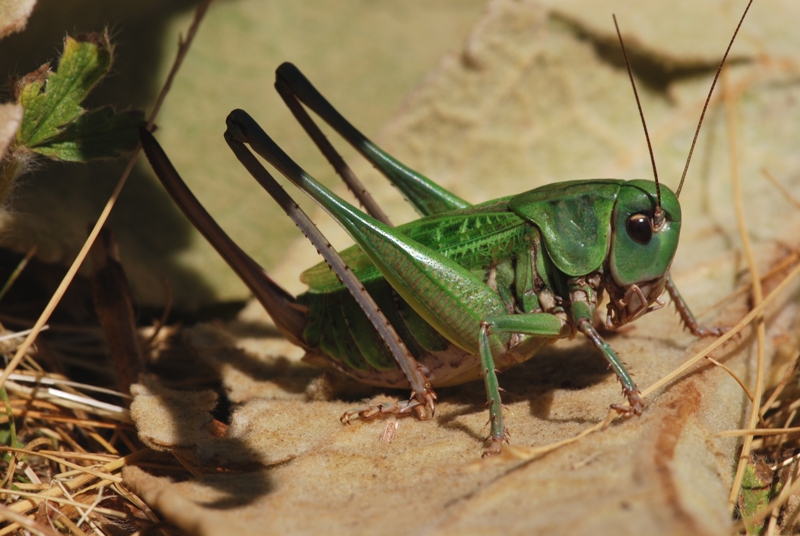 Decticus verrucivorus e Ephippiger