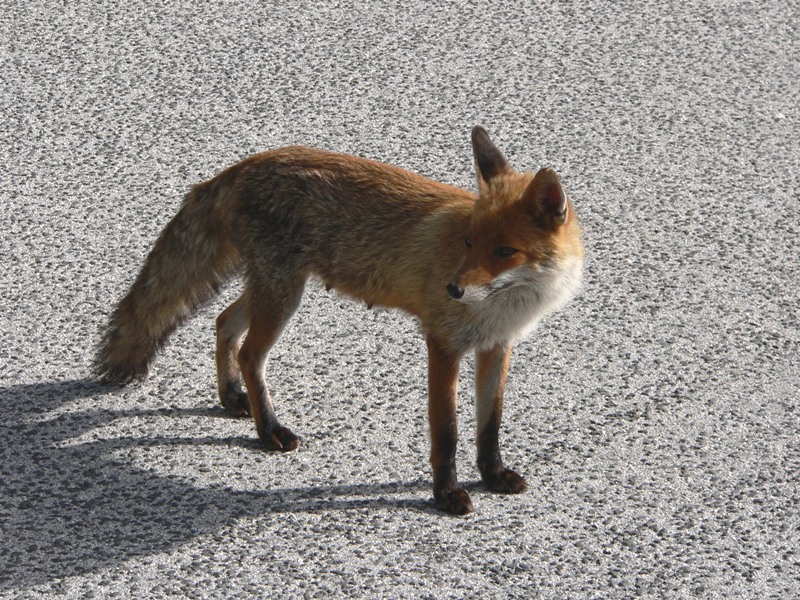 Una volpe curiosa - Parco Regionale del Sirente Velino