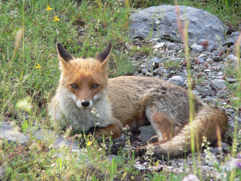 Una volpe curiosa - Parco Regionale del Sirente Velino