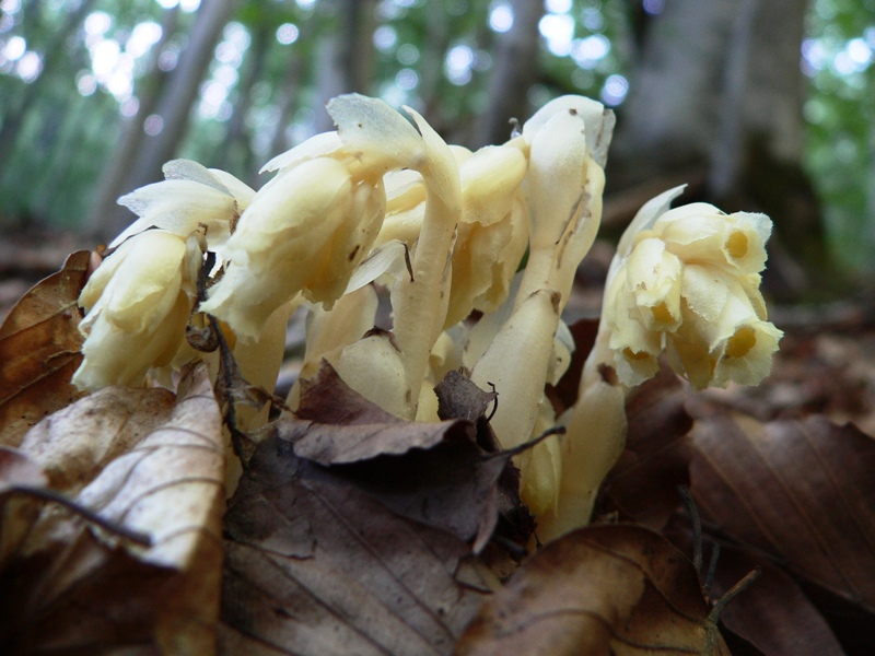 Monotropa hypopitys / Ipopitide