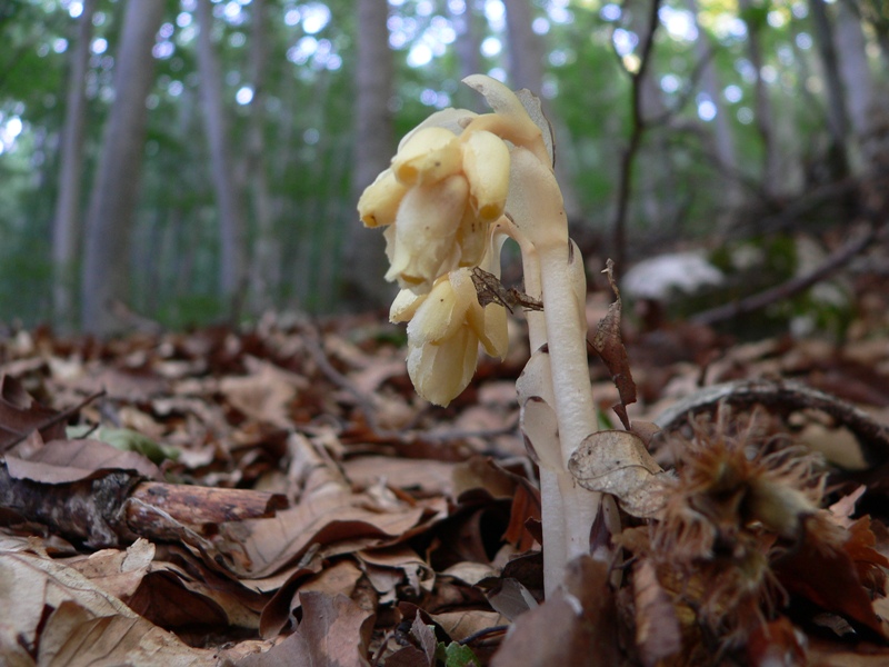 Monotropa hypopitys / Ipopitide