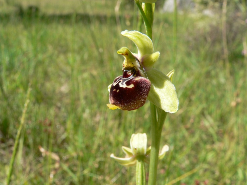 Ophrys posidonia ?