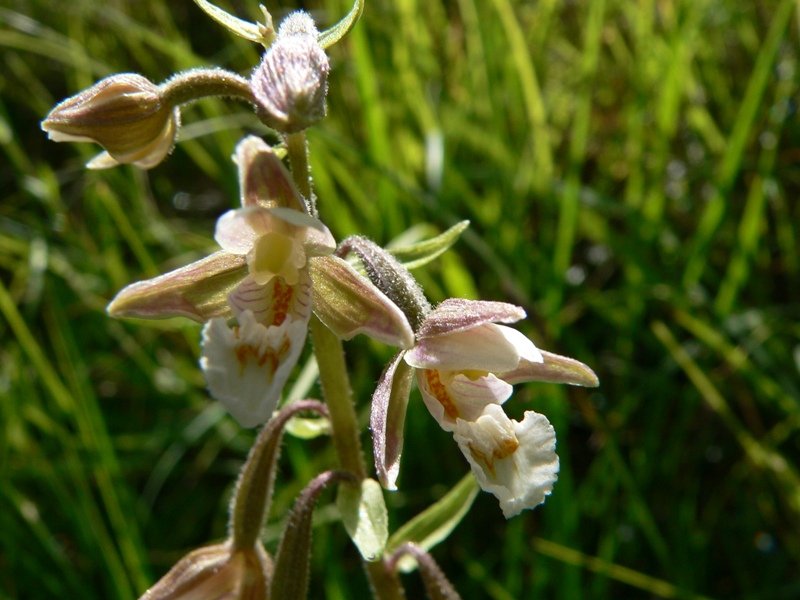 epipactis palustris