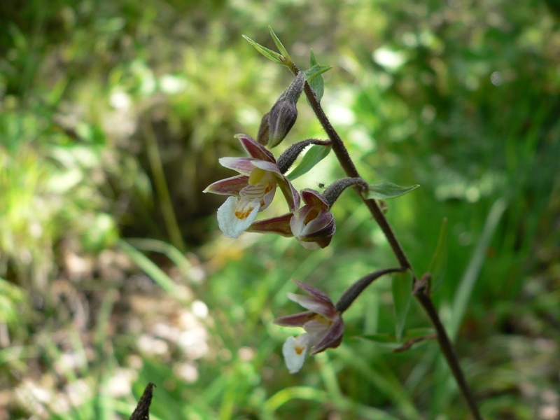 epipactis palustris