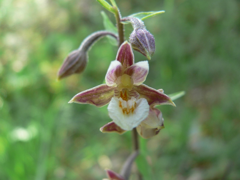 epipactis palustris