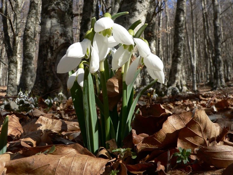 Galanthus nivalis / Bucaneve