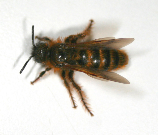 Dasyscolia ciliata?