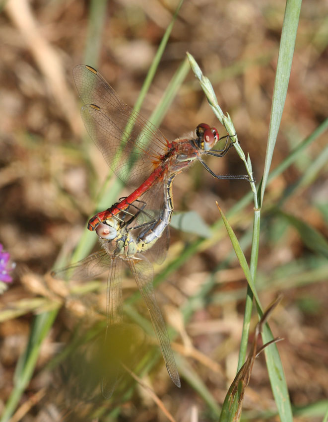 3 Sympetrum