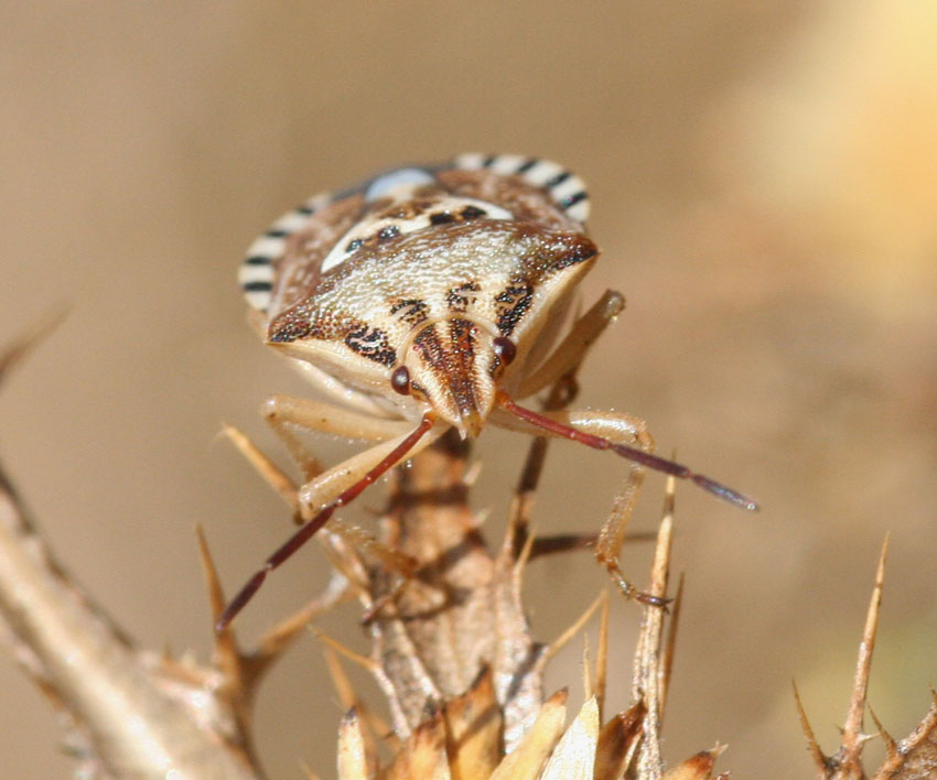 Carpocoris o Codophila?