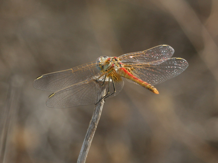 3 Sympetrum